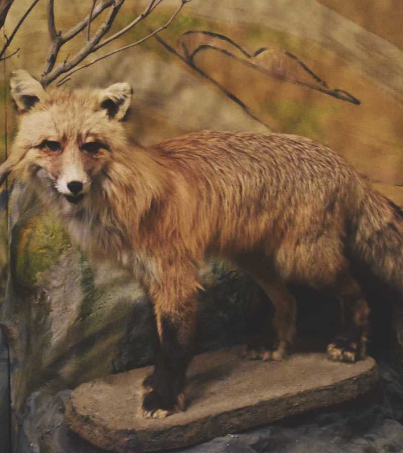 Nose Creek Valley Museum - Wildlife